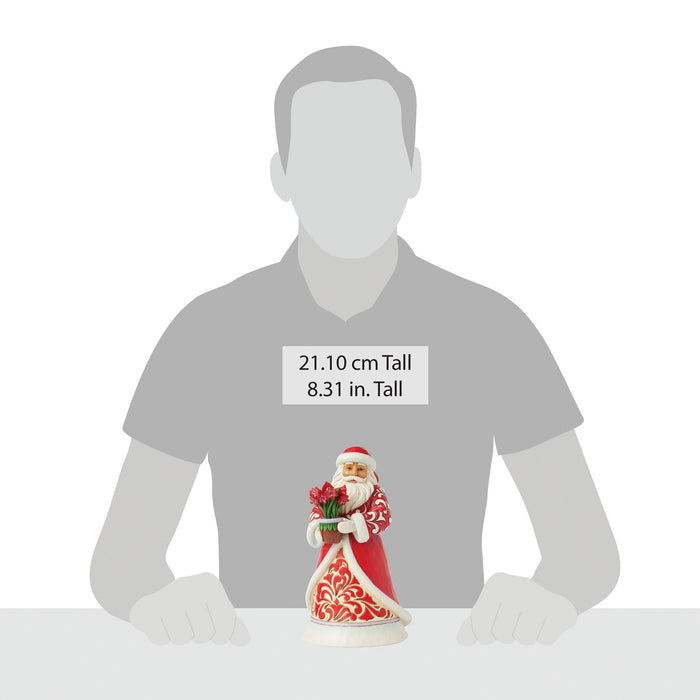 Santa with Blooming Amaryllis