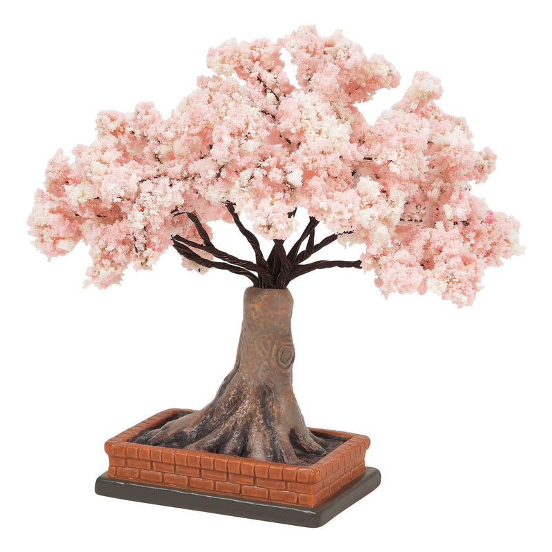 Cherry Blossom In Bloom